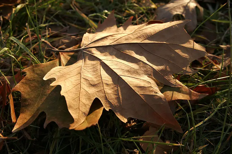 File:Autumn leaf.jpg