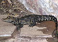 Thumbnail for version as of 13:07, 7 July 2006