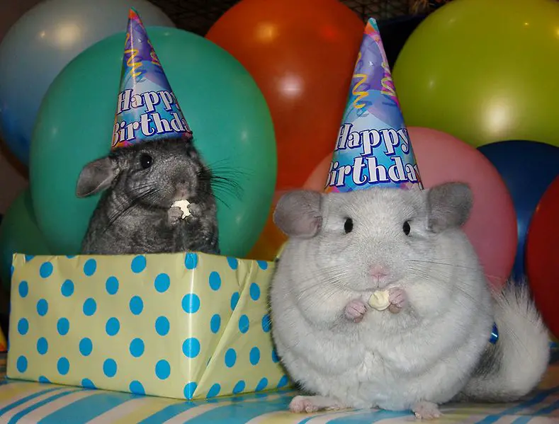 File:Chinchillapets.jpg