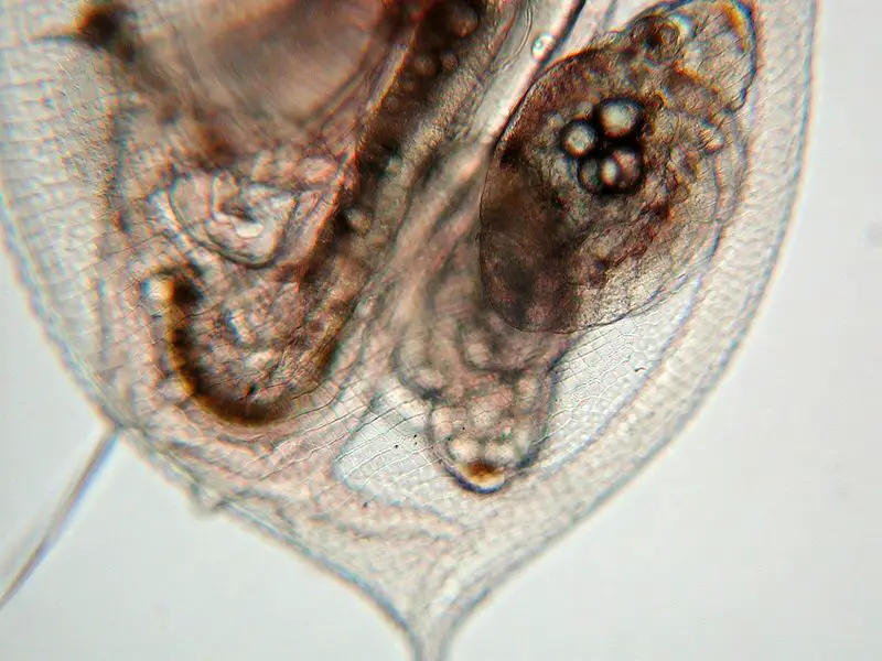 File:Daphnia fg03.jpg