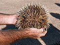 Thumbnail for version as of 22:47, 9 May 2008