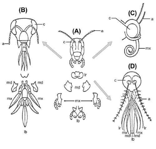 Homology (biology) - New World Encyclopedia
