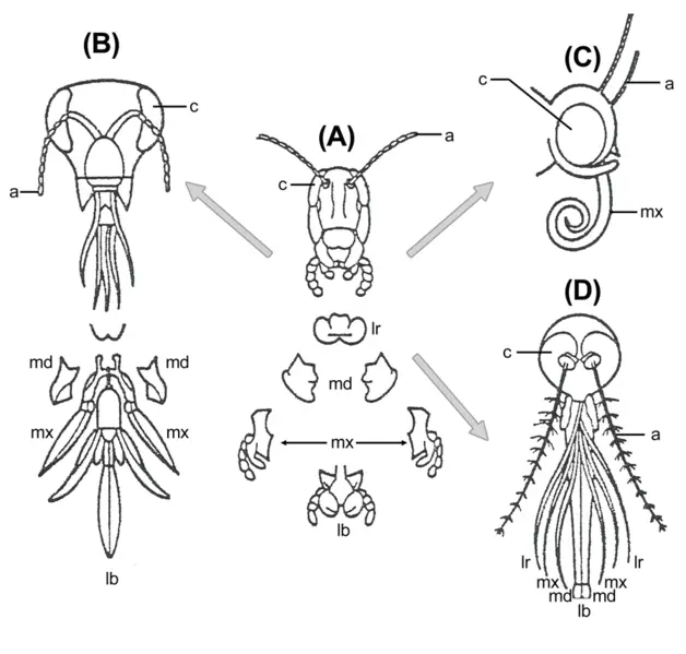 File:Evolution insect mouthparts.png
