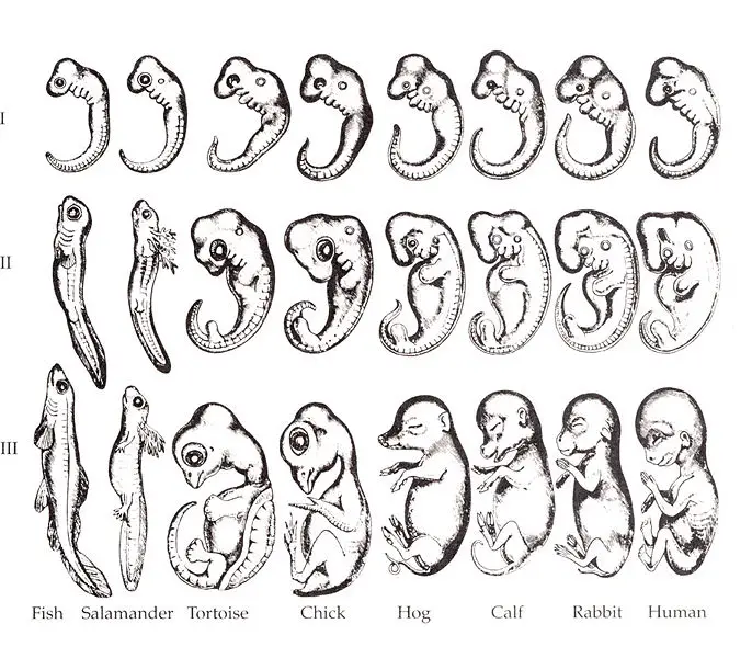 File:Haeckel drawings.jpg