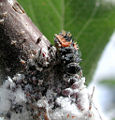 Thumbnail for version as of 02:57, 13 December 2007
