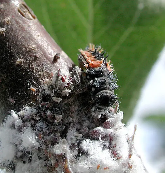 File:Ladybird aphid 7462.jpg