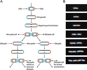 Escherichia Coli New World Encyclopedia