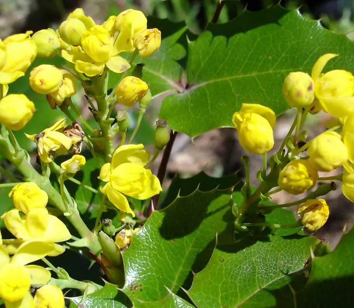 File:Mahonia aquifolium3.jpg