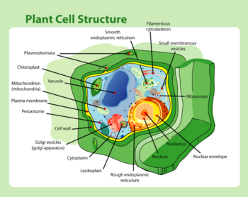 Cell (biology) - New World Encyclopedia