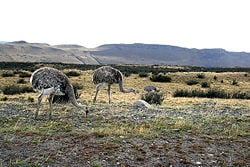 Nominate subspecies in Patagonia, Chile