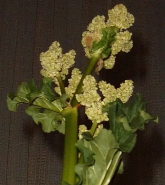 File:Rhubarb flower.JPG