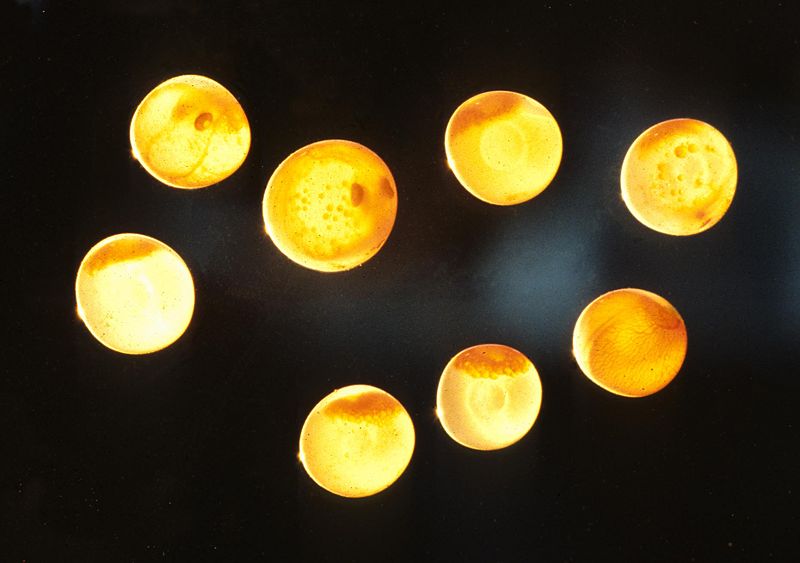 File:Salmoneggskils.jpg