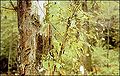 Thumbnail for version as of 02:35, 21 December 2007