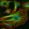 Thumbnail for version as of 14:15, 27 January 2007