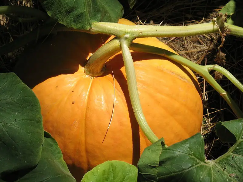File:Giant Pumpkin Species.jpg