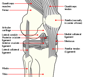 costoxiphoid ligament