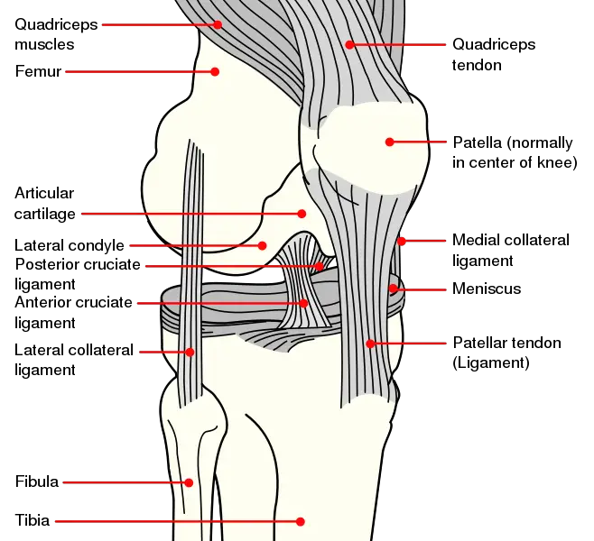 File:Knee diagram.svg
