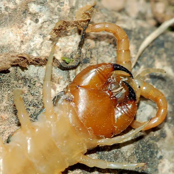 File:Scolopendra fg02.JPG