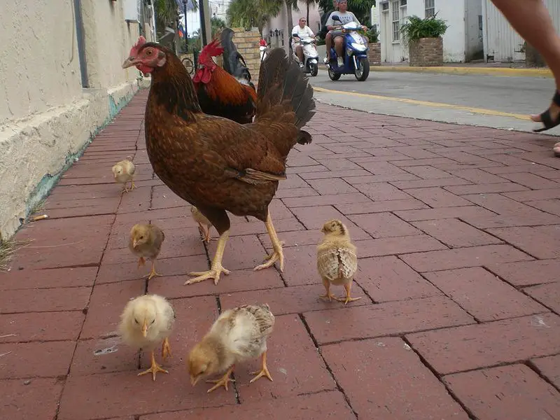 File:Chickenfamily.jpg