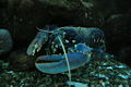 Thumbnail for version as of 02:02, 26 April 2007