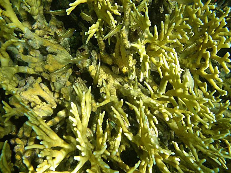 File:Fire corals.JPG