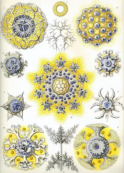 File:Haeckel Polycyttaria.jpg