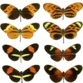 Thumbnail for version as of 20:28, 18 September 2008