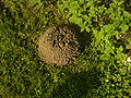 Thumbnail for version as of 22:22, 13 August 2007