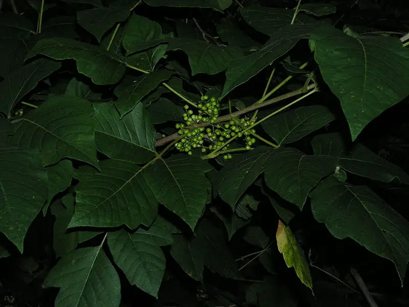 File:Poison Ivy Berries.JPG