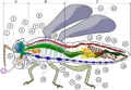 Thumbnail for version as of 02:09, 22 December 2005
