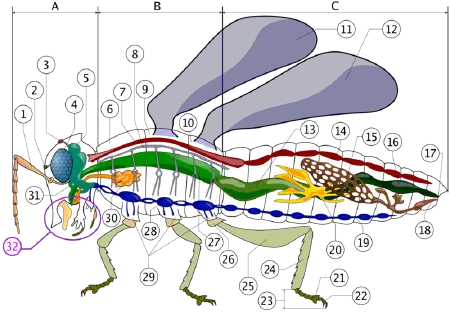 Insect - New World Encyclopedia