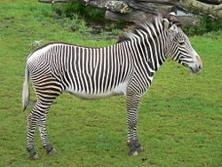 Zebra zoo-leipzig.jpg