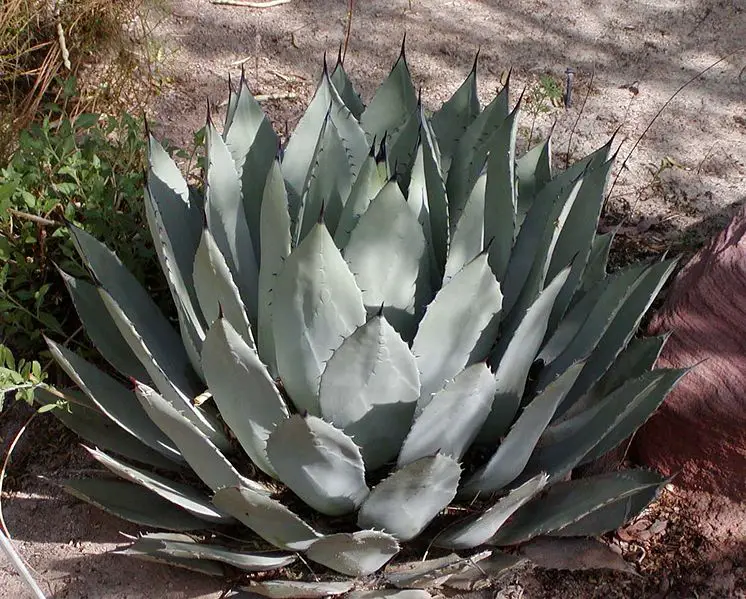 File:Agave palmeri.jpg