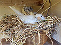 Thumbnail for version as of 03:28, 13 December 2007