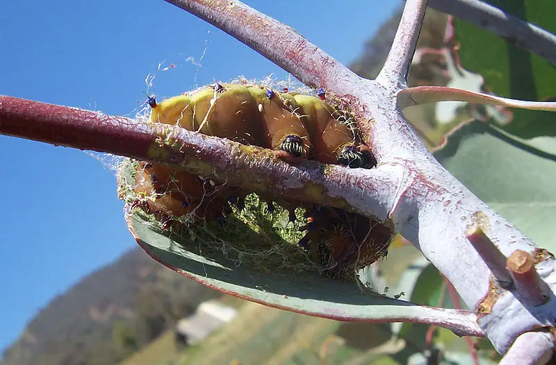 File:Caterpillar making cocoon2.jpg