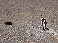 Thumbnail for version as of 03:15, 31 December 2006