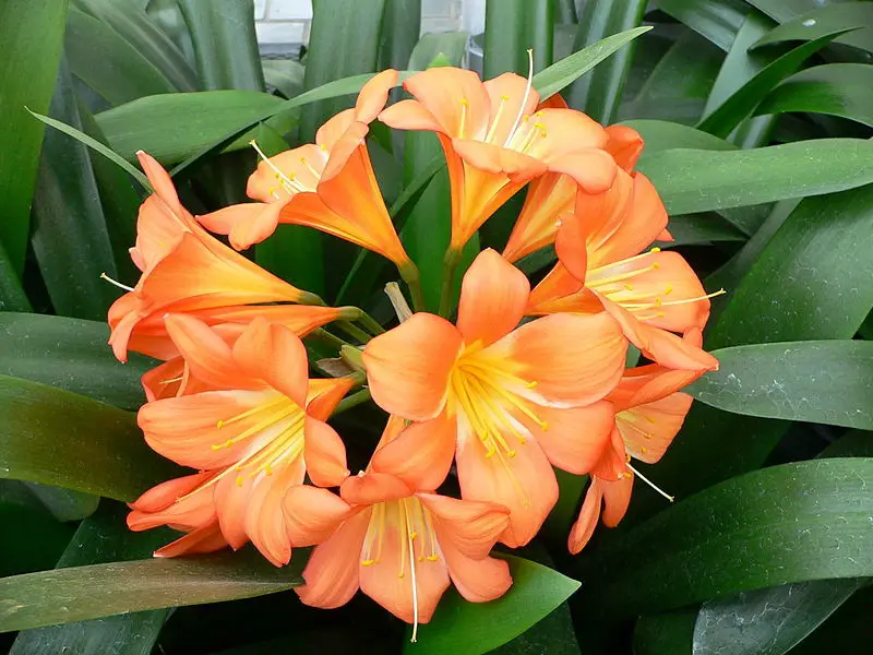 File:Clivia miniata1.jpg