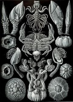 "Cirripedia" from Ernst Haeckel's Artforms of Nature, 1904. The crab at centre is nursing the externa of a parasitic cirripede of the genus Sacculina
