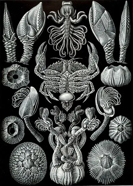File:Haeckel Cirripedia.jpg
