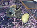 Thumbnail for version as of 21:46, 26 May 2008