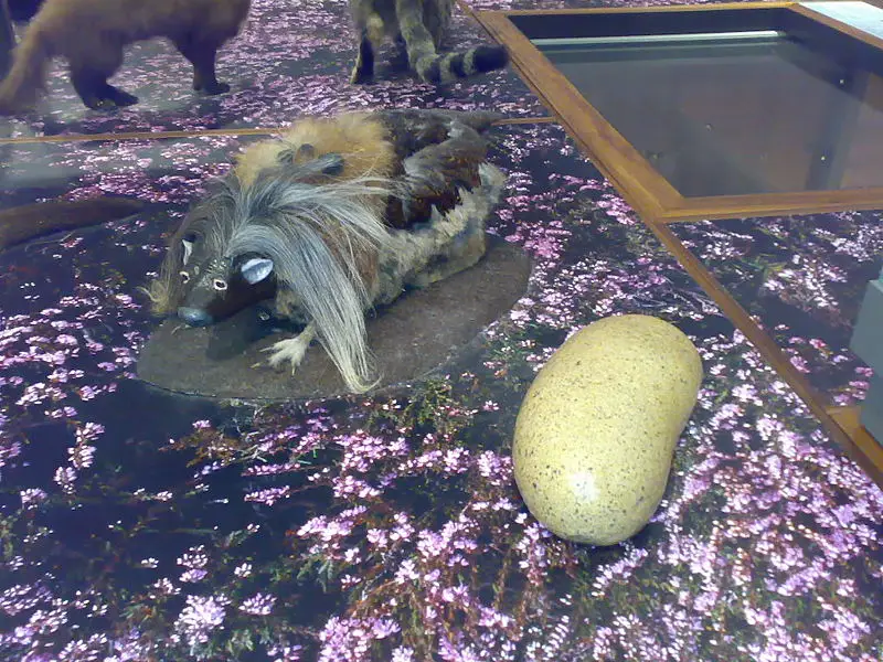 File:Haggis scoticus.jpg