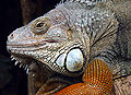 Thumbnail for version as of 21:18, 12 November 2007