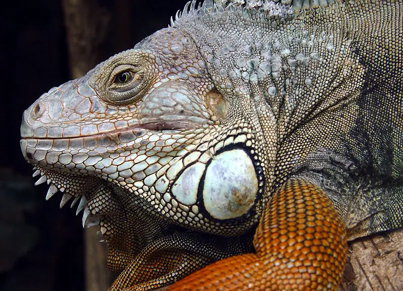 File:Iguana Iguana.jpg