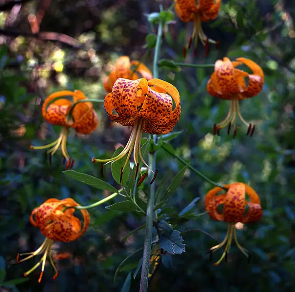 File:Lilium pardalinum.jpg