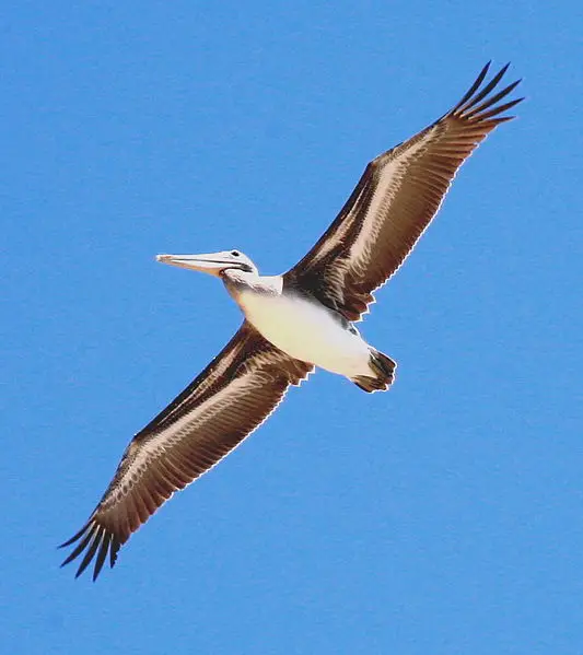 File:Pelican in flight.jpg