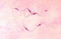 Thumbnail for version as of 23:54, 28 August 2008