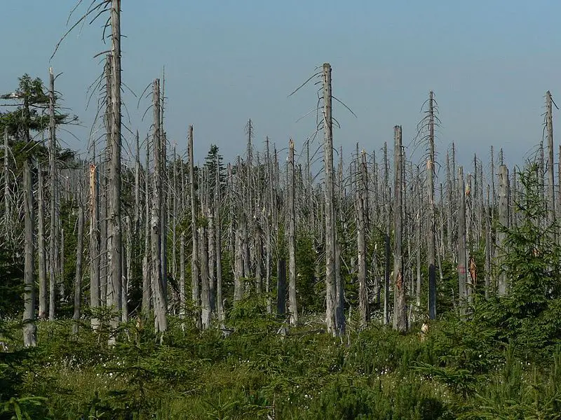 File:Acid rain woods1.JPG