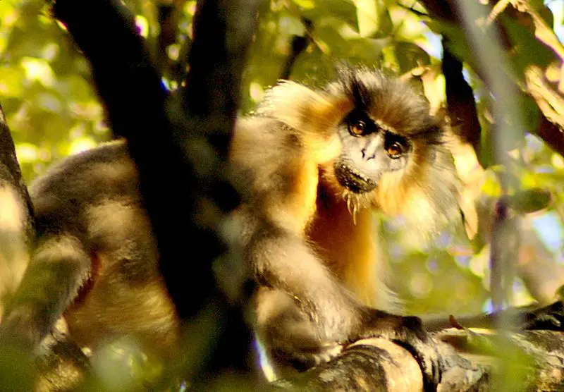 File:Capped langur in manas.jpg