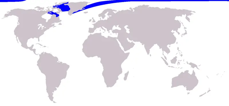 File:Cetacea range map Narwhal.png