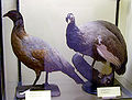 Thumbnail for version as of 00:57, 12 November 2008